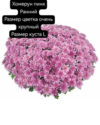 хомерун пинк/Homerun Pink