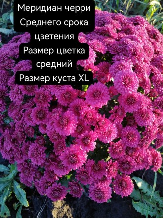 меридиан черри/Meridian Cherry 