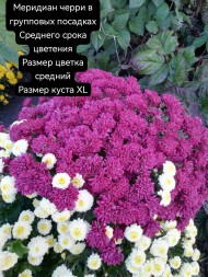 меридиан черри/Meridian Cherry 