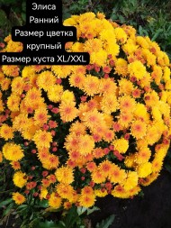 Элиса/Elisa