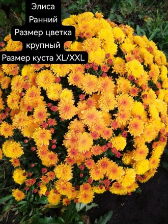 Элиса/Elisa