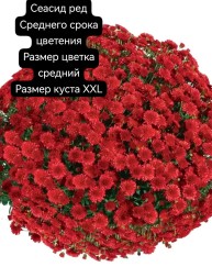 сеасид ред/Seaside Red