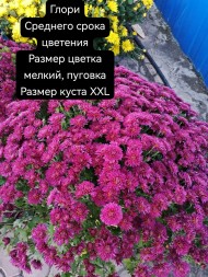 глори/Glory
