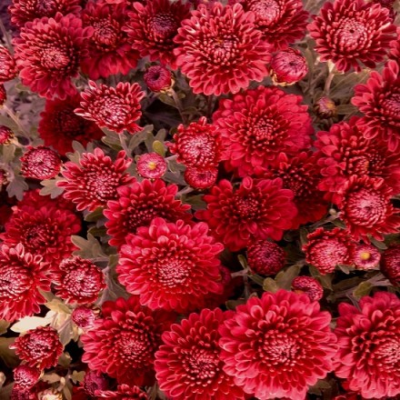 глори ред/Glory Red