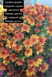 санбим флейм/Sunbeam flame