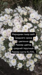 меридиан пьюр вайт\Meridian White