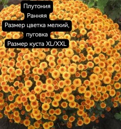 плутония\Plutoniya
