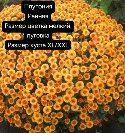 плутония\Plutoniya