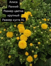 алиса\ Alisa