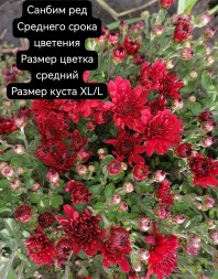 санбим ред\sanbeam Red