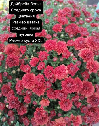 дайбрейк бронз/Daybreak Bronze 