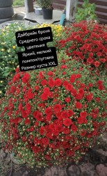 дайбрейк бронз/Daybreak Bronze 