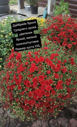 дайбрейк бронз/Daybreak Bronze 