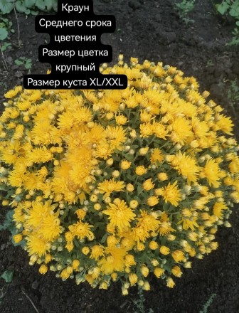 краун\Brancrown