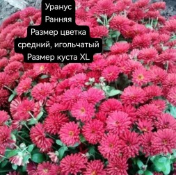 уранус\Uranus