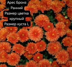 арес бронз\Ares Bronz