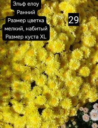 эльф еллоу\Elfie Yellow