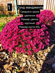 сунд манджента\Sund Magenta