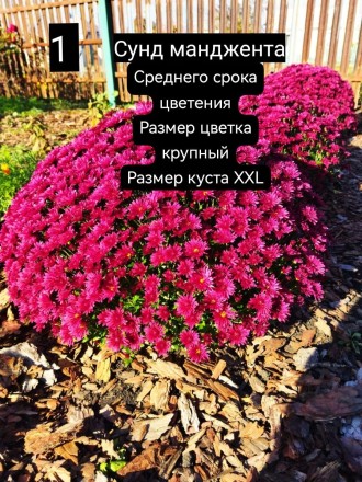 сунд манджента\Sund Magenta