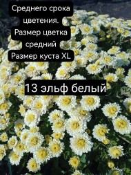 Эльф вайт\Elfie White