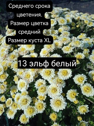 Эльф вайт\Elfie White