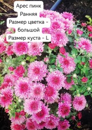 арес пинк/Ares pink