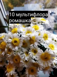 ромашка белая